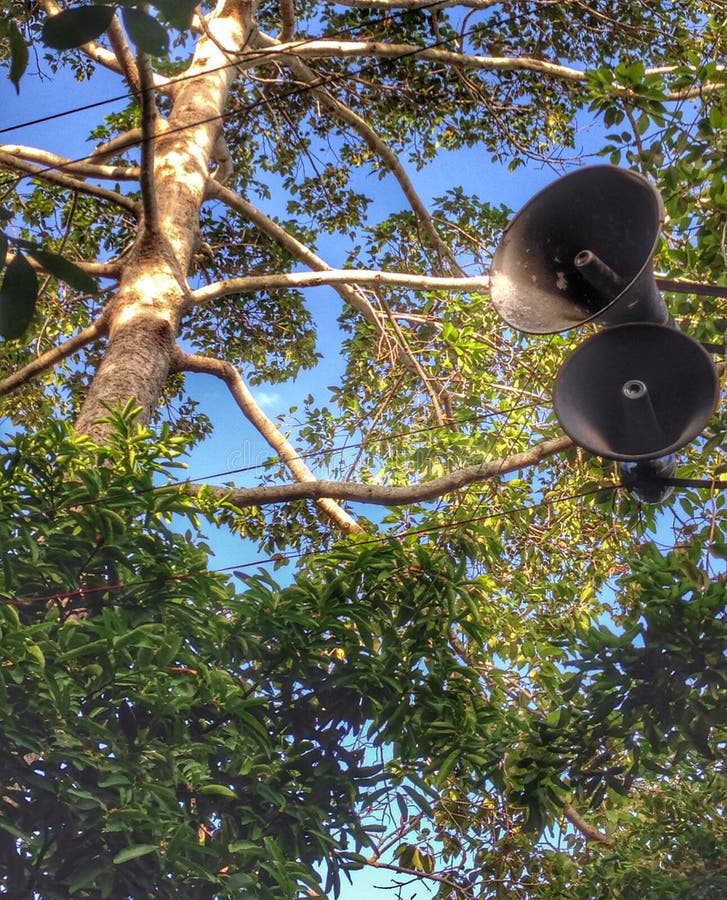 Bluetooth Speaker Hanging on Tree Trunk · Free Stock Photo