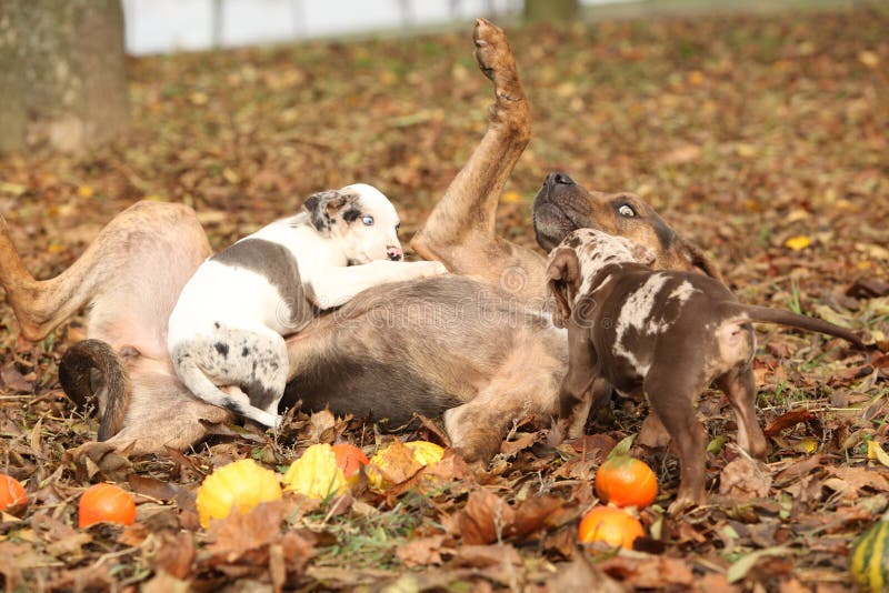 Louisiana Catahoula dog playing with puppies