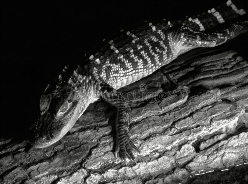 A crocodile lounging on a log. Log animal stock images, royalty-free photos and pictures