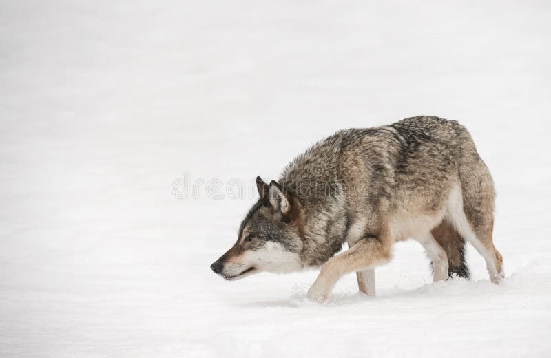 loup photographie stock libre de droits loup photographie stock libre de droits