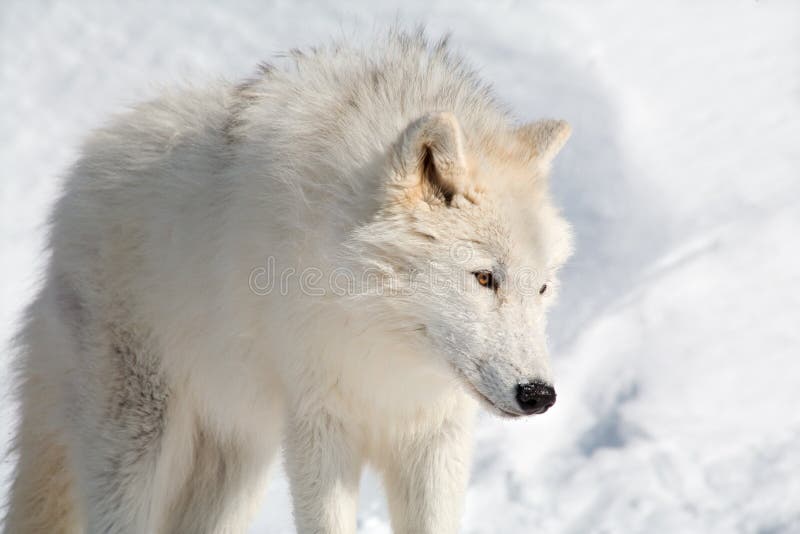 Loup arctique dans la neige photo stock Loup arctique dans la neige photo stock