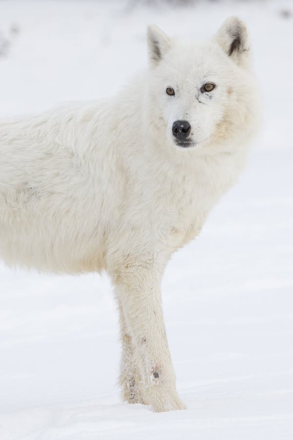 Loup arctique en mode hauteur images libres de droits Loup arctique en mode hauteur images libres de droits