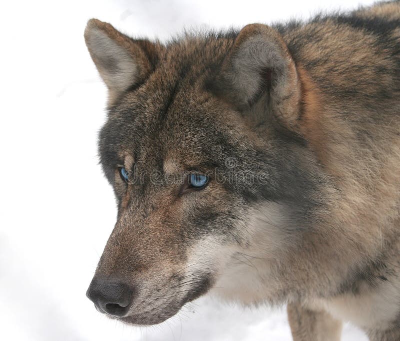 11 925 Loup Aux Yeux Bleus Photos Libres De Droits Et Gratuites De Dreamstime