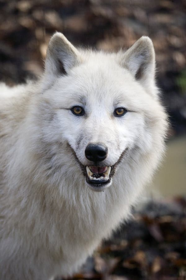 LOUP BLANC DE LA TOUNDRA Canis Lupus Tundrarum Stock Image - Image of ...