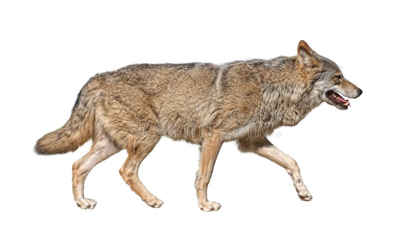 loup courant de découpage photo stock loup courant de découpage photo stock