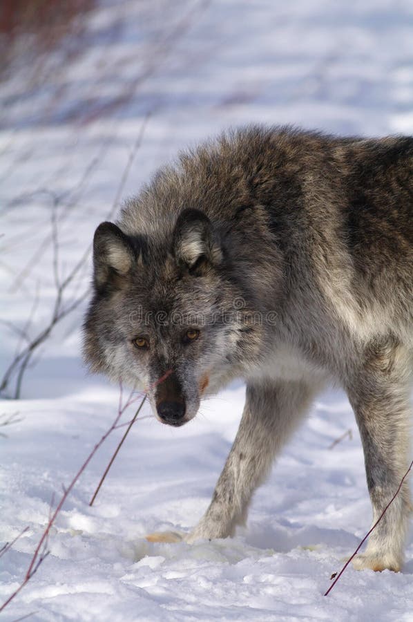 Loup Oriental Dans La Région Sauvage Image stock - Image du ...