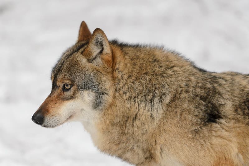 Loup gris photo stock. Image du personne, neige, gris - 18319582