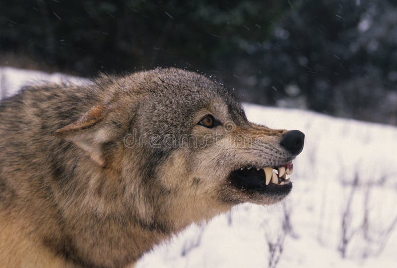 Loup gris hurlant image stock. Image du chasseur, carnassier - 17484465