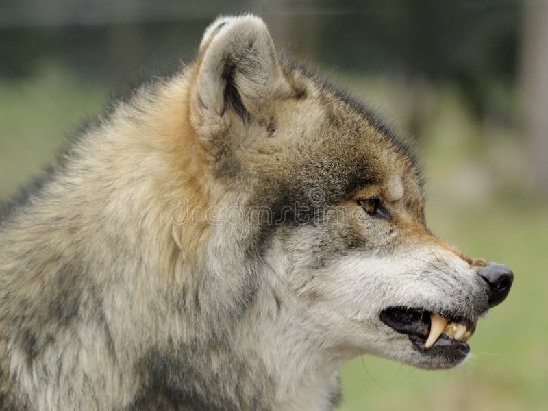Loup gris (lupus de Canis)
