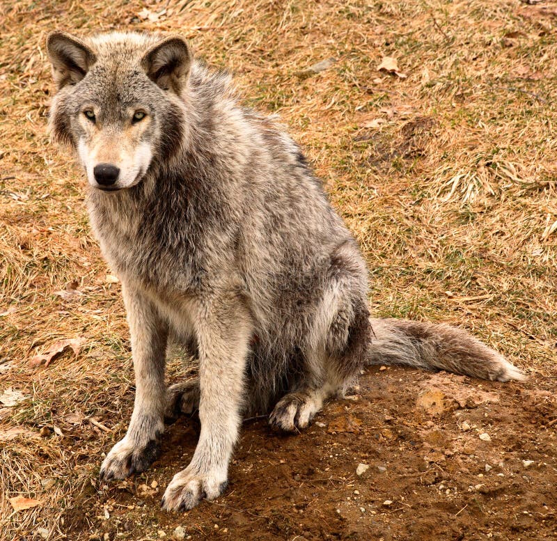 Loup gris vous regardant photo libre de droits Loup gris vous regardant photo libre de droits