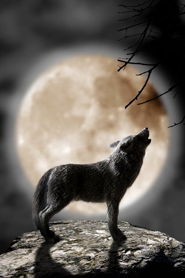 Loup hurlant à la lune