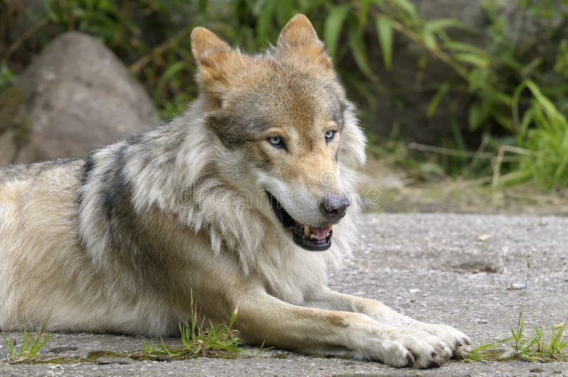 Loup, lupus de canis images stock Loup, lupus de canis images stock