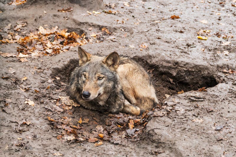 Loup se situant dans un puits photographie stock Loup se situant dans un puits photographie stock