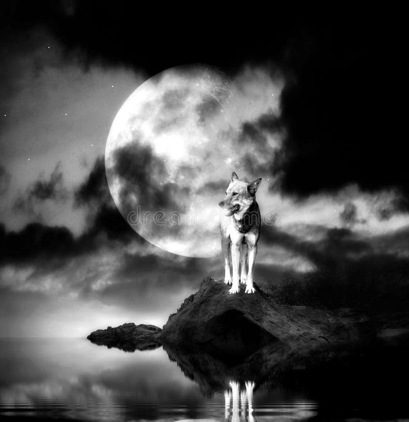 images libres de droits loup seul avec la pleine lune se reflétant dans un lac image