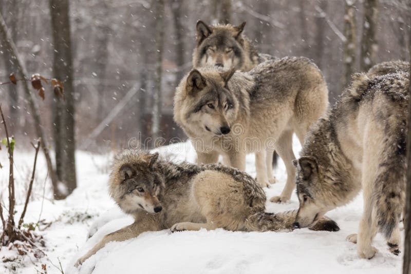Loups de bois de construction au jeu en hiver photos stock Loups de bois de construction au jeu en hiver photos stock