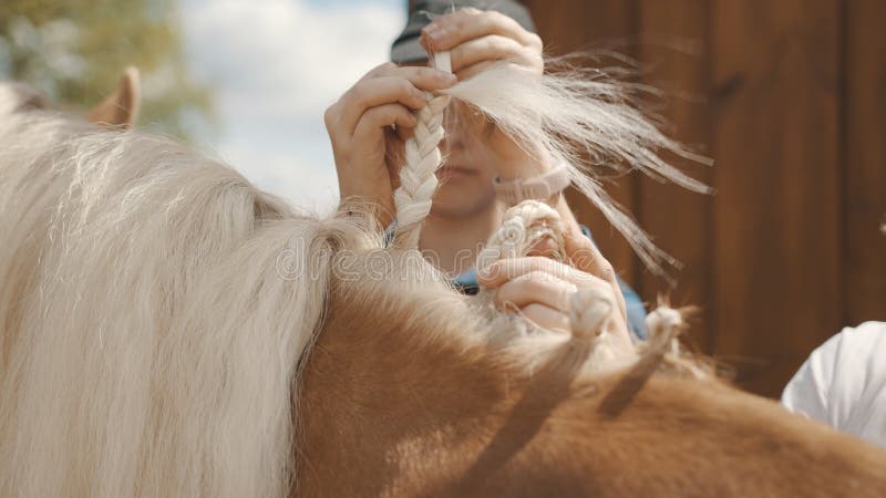 Loura-corda De Um Belo Cavalo Palomino Para a Competição De