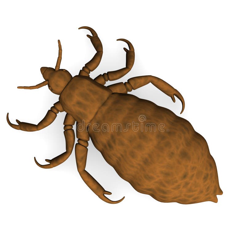 Louse stock illustration. Illustration of animal, crawler 11857195