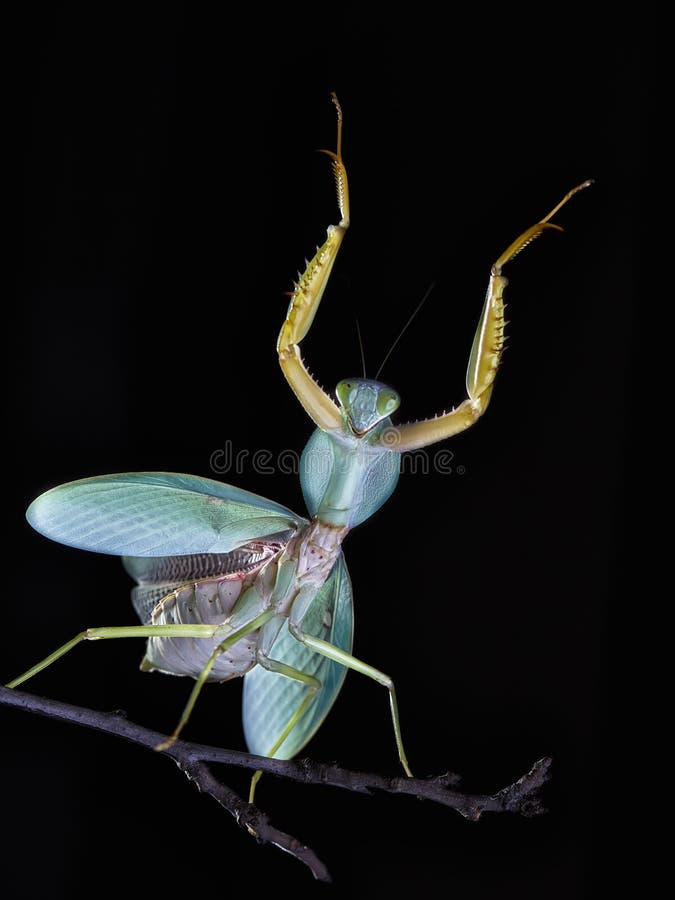 Louva-a-deus malaio gigante Rhombodera Basalis do protetor que descansa em uma árvore imagens de stock Louva-a-deus malaio gigante Rhombodera Basalis do protetor que descansa em uma árvore imagens de stock