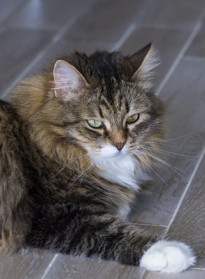 Sweet Siberian Cat, Female Brown Tabby Lying on the Floor Stock Image ...