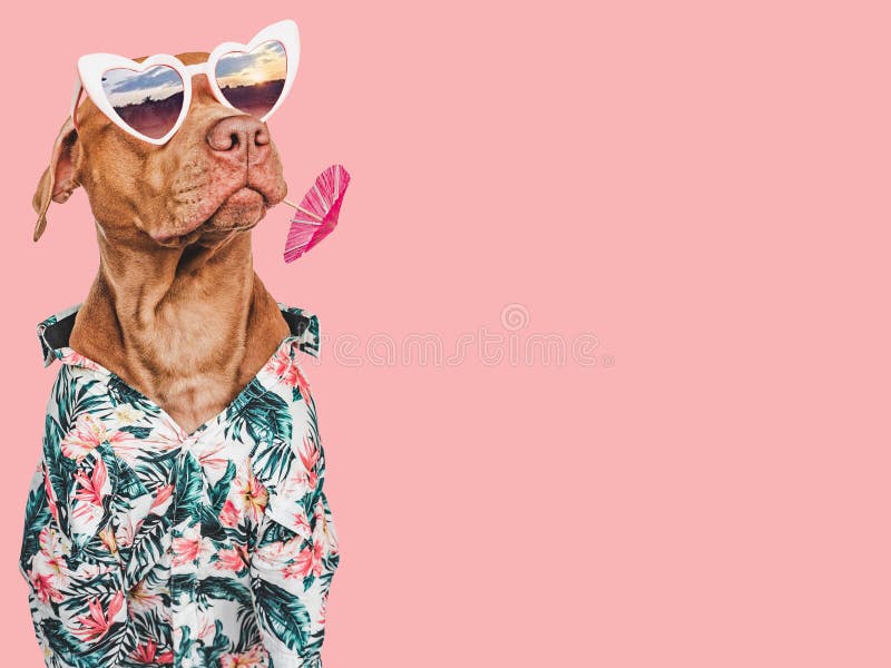 Lovable, pretty brown puppy, stylish shirt and heart shaped sunglasses