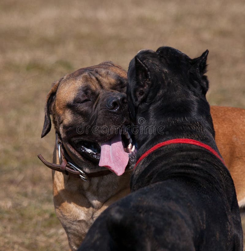 Love And Affection In The Dog World. Cane Corso And South