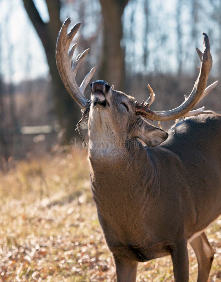 Whitetail buck in rut, showing a lip curl. Shallow depth of field, focusing on the lip. Autumn in Wisconsin. Whitetail buck in rut, showing a lip curl. Shallow depth of field, focusing on the lip. Autumn in Wisconsin