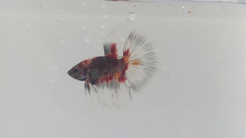 pure white betta fish
