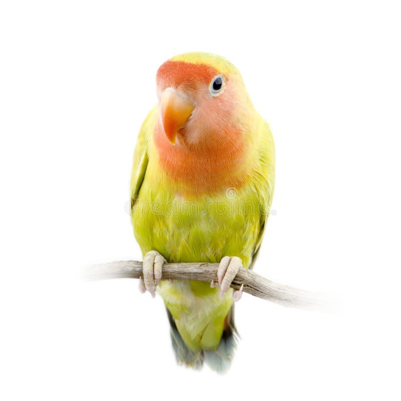 Love bird stock image. Image of green, exoticism, climate 2331047