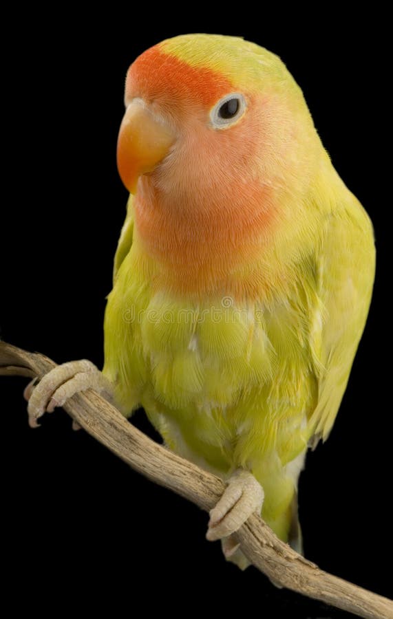 Love bird stock photos Love bird stock photos