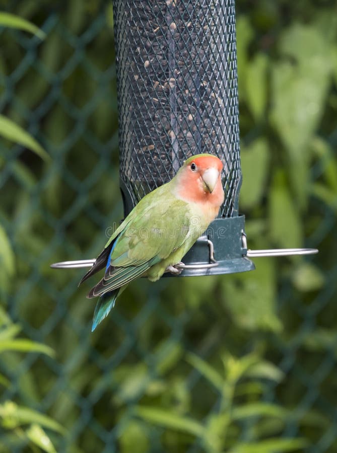 Love Bird at a Backyard Bird Feeder 2 Stock Photo Image of escaped