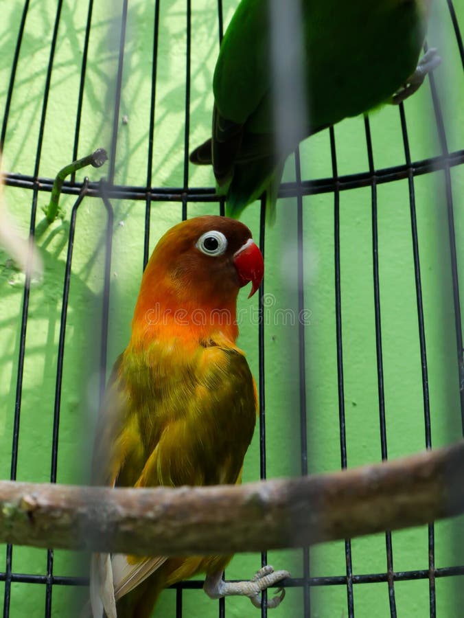 Love bird in the cage stock photo. Image of cage, animal 245897968