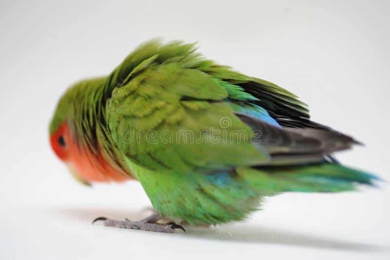 Domestic love bird agapornis roseicollis