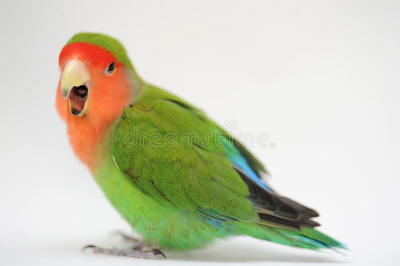 Domestic love bird agapornis roseicollis