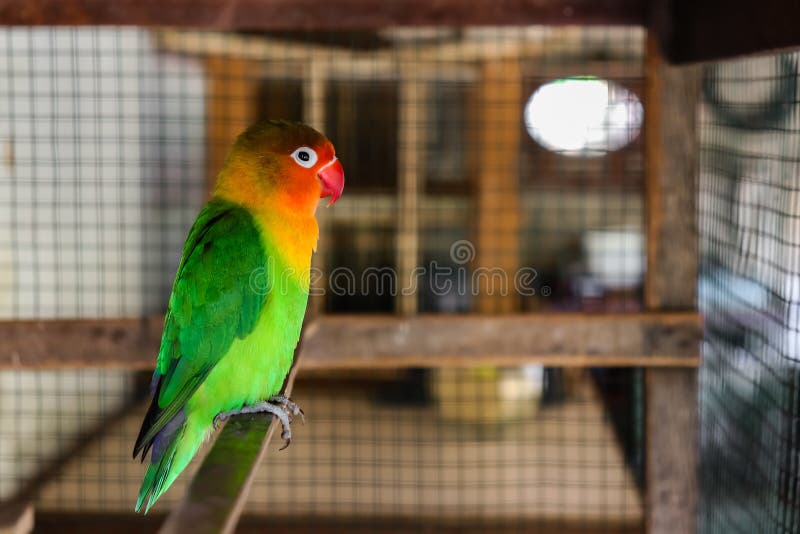 The love bird is a bird of nine species of the genus Agapornis. They are small birds, ranging from 13 to 17 cm, weighing 40 to 60 grams, and are social in nature.