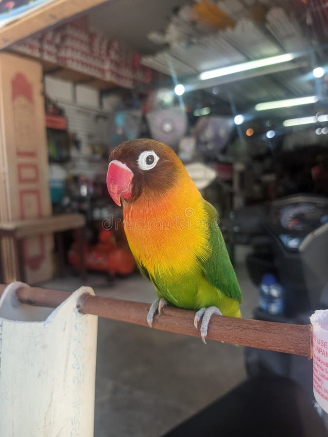 The love bird is one of nine species of the genus Agapornis. They are small birds, between 13 to 17 cm and weigh 40 to 60 grams, and are social. Eight of these species are native to Africa, while the species of gray-headed lovebird is native to Madagascar.