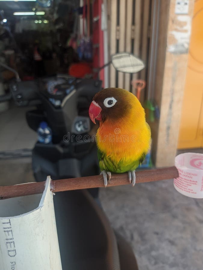 The love bird is one of nine species of the genus Agapornis. They are small birds, between 13 to 17 cm and weigh 40 to 60 grams, and are social. Eight of these species are native to Africa, while the species of gray-headed lovebird is native to Madagascar.