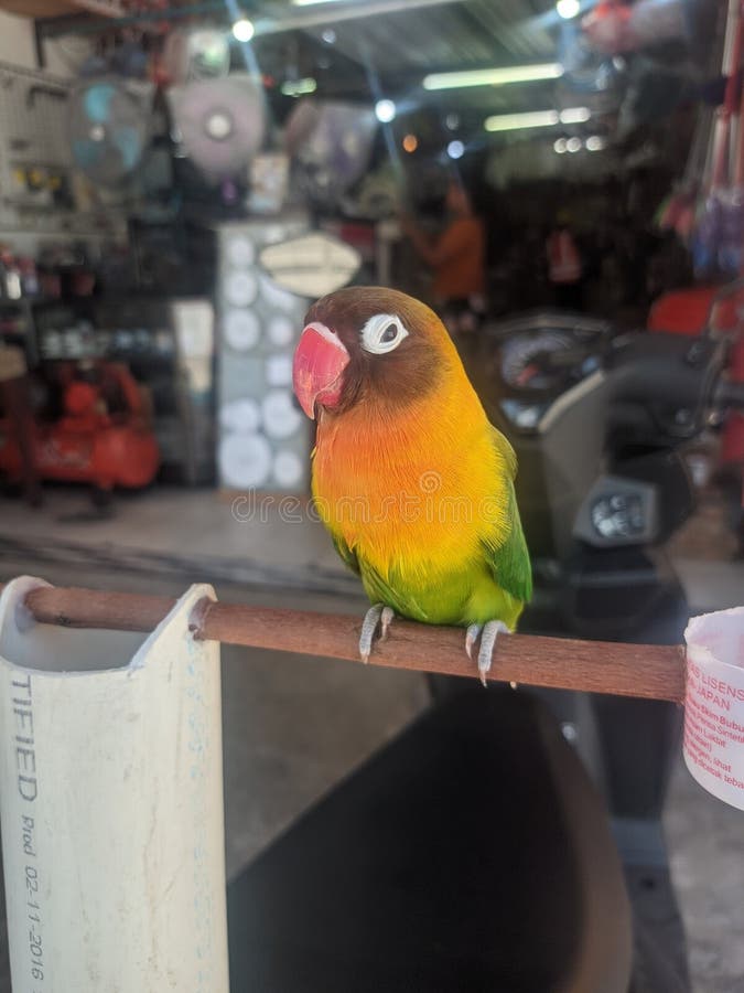 The love bird is one of nine species of the genus Agapornis. They are small birds, between 13 to 17 cm and weigh 40 to 60 grams, and are social. Eight of these species are native to Africa, while the species of gray-headed lovebird is native to Madagascar.