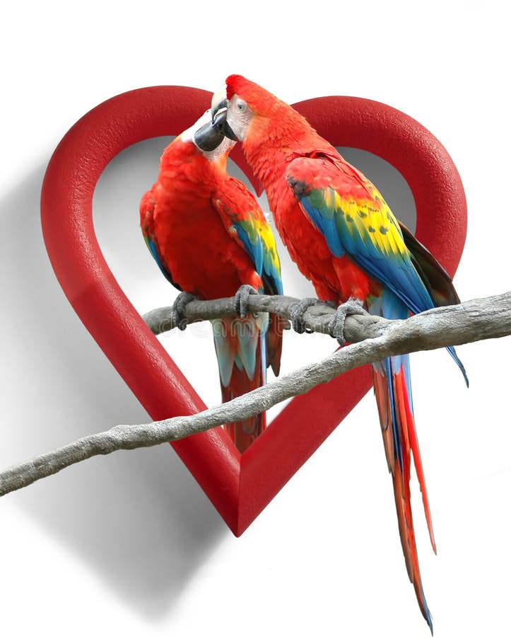 36,793 Love Birds Stock Photos - Free & Royalty-Free Stock Photos from Dreamstime 36,793 Love Birds Stock Photos - Free & Royalty-Free Stock Photos from Dreamstime