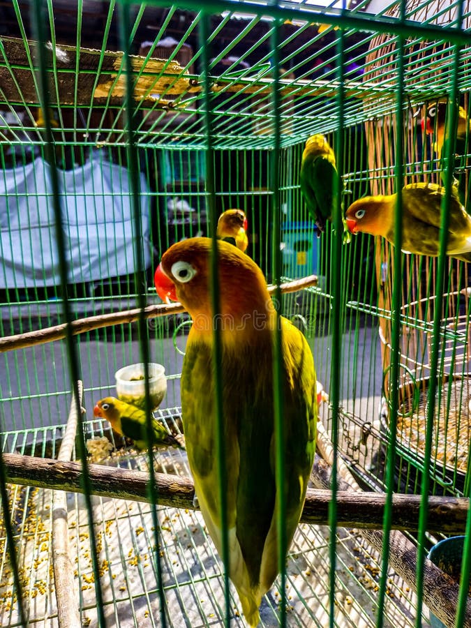 Love birds on a cage. stock image. Image of colorful 233906217