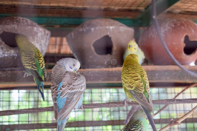 Love birds in cage stock photo. Image of jungle, beautiful 250693754