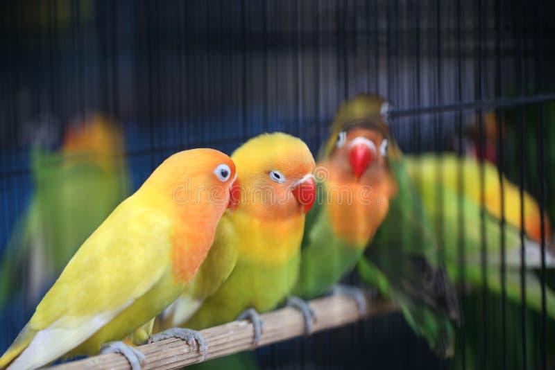 Love Birds in Cages at Animal Market, Stock Image - Image of colorful, funny:  165281747