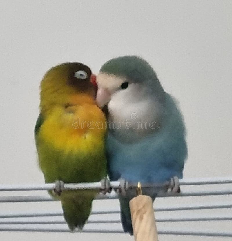 Love Birds _Cuddling stock image. Image of budgie, parrot 258415173
