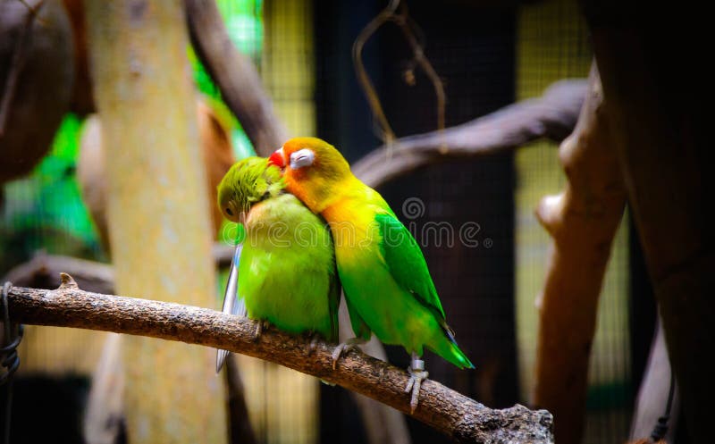 36,793 Love Birds Stock Photos - Free & Royalty-Free Stock Photos from  Dreamstime