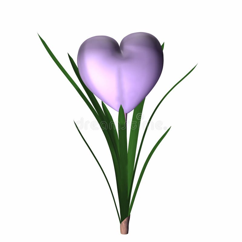 Lilac colored valentine heart in full bloom. Isolated on a white background. Lilac colored valentine heart in full bloom. Isolated on a white background.