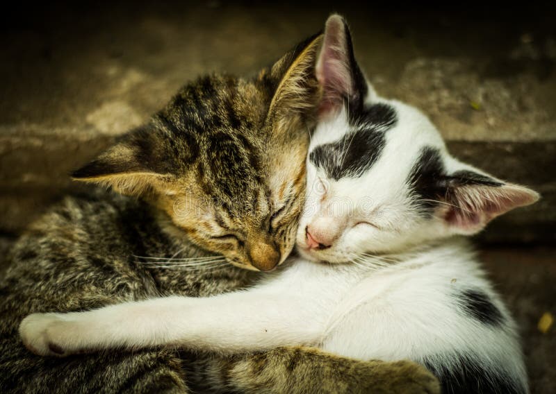 Group of Cats Playing on a Cat Tree, Isolated Stock Photo Image of studio, baby 34775222