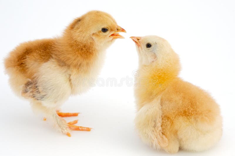 Love between chickens stock image