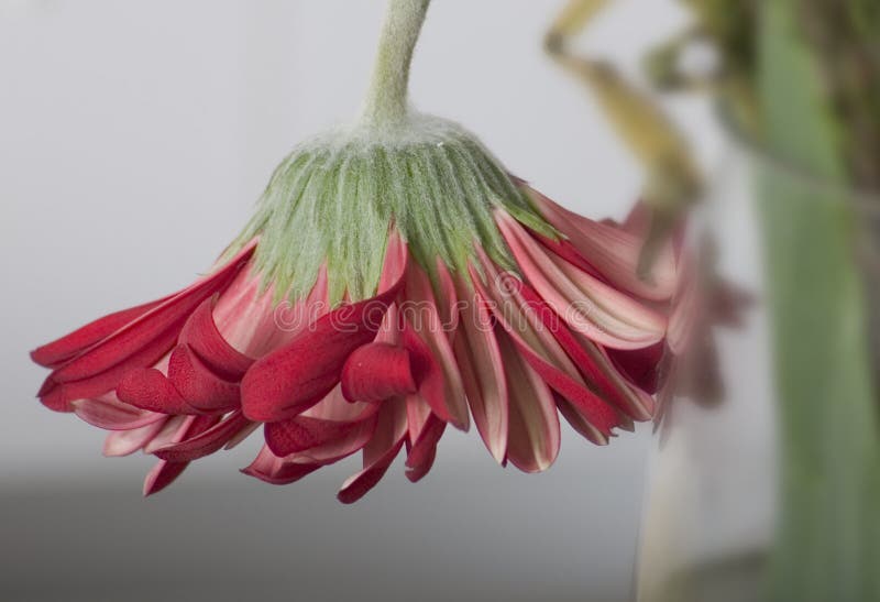 Love end flower decay stock image. Image of vacuity, closeup 72327