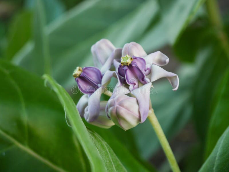 Love flower stock image. Image of nature, herb, thai 55676171