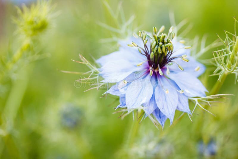 Blue Flowers of Loveinamist. Nigella Damascena. Isolated. Stock