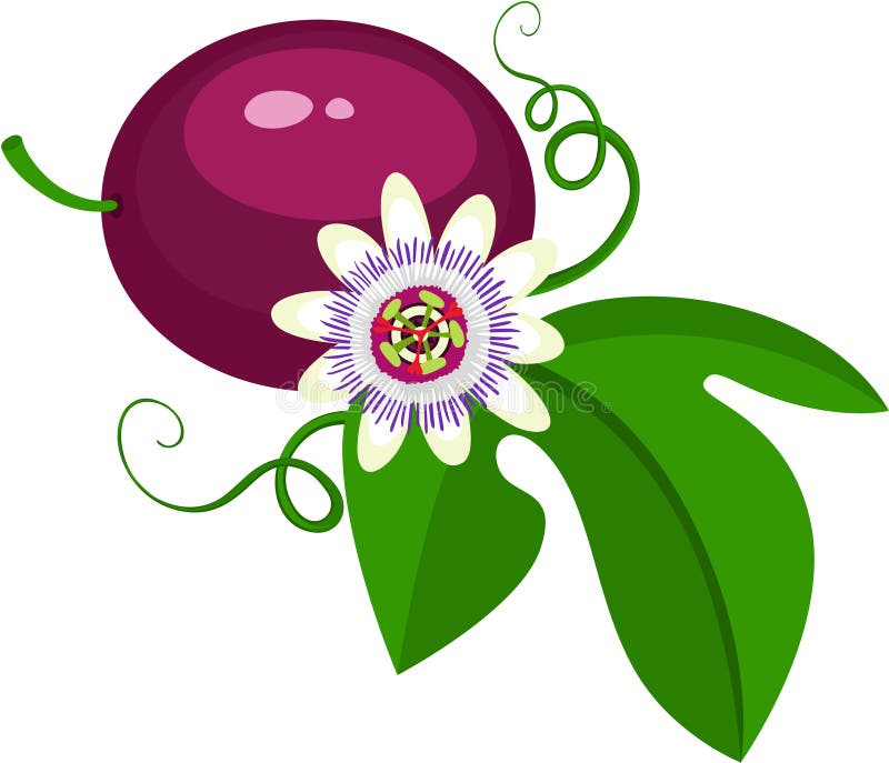 Passion Fruit Flower Pictures Stock Illustrations 1,335 Passion Fruit Flower Pictures Stock